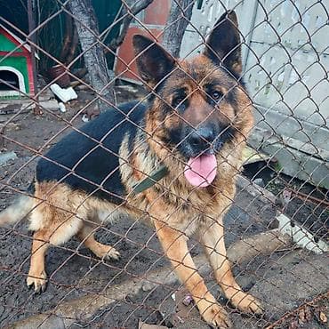 Вязка собак: Собака даром: Немецкая овчарка, 2 года, Самец — 1