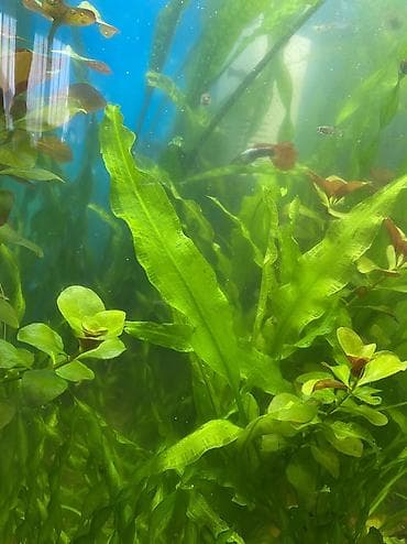 Продаю аквариумные растения, очень красивые и пушистые кустики. По 150