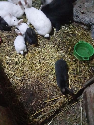 купить собаку пекинес: Продаю | Крольчата | Для разведения | Племенные — 8