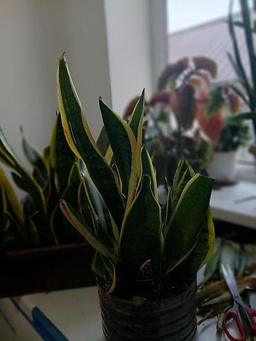 ель тяньшанская цена бишкек: .Большой выбор Сансиеверии от 200 сомовф — 5