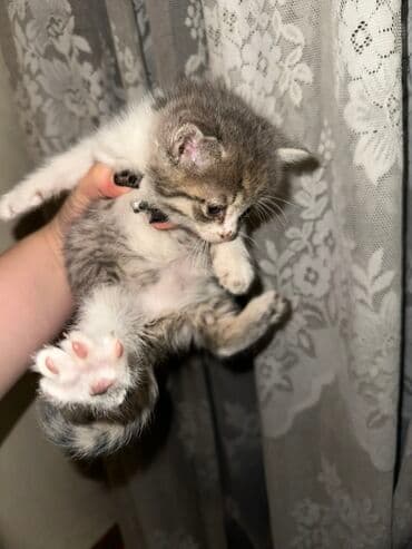 новорожденные котята: Котята, домашние, короткошёрстные. Описание: - Помёт из нескольких — 3