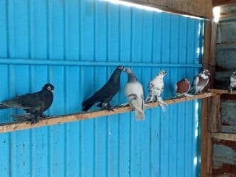 дом сабака: Голуби — 3