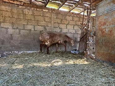 купить перепёлок: Продаю | Баран (самец) | На забой | Племенные — 2