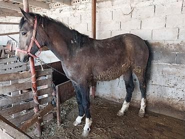 А/ч жаныбарлары үчүн тоюттар: Сатам | Бээ (ургаачы) | Жумушка | Асыл тукумдуу — 1