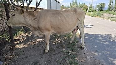 той пудель цена: Продаю | Корова (самка) | Алатауская | Стельные — 5