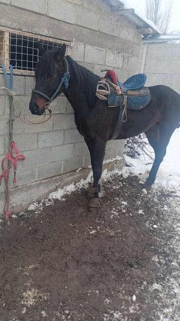 лошади кунан: Продаю | Конь (самец) — 5