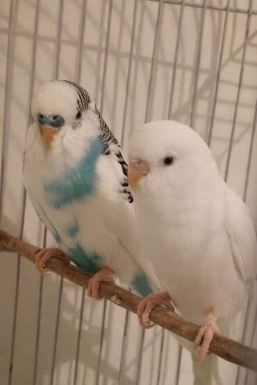 болезни попугаев волнистых: Волнистые попугаи с клеткой. Состав набора: - Пара волнистых — 2