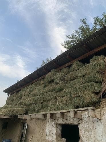 Сено в тюках - Заготовка текущего сезона, хранится под навесом. - at lalafo.kg Сено в тюках - Заготовка текущего сезона, хранится под навесом. -
