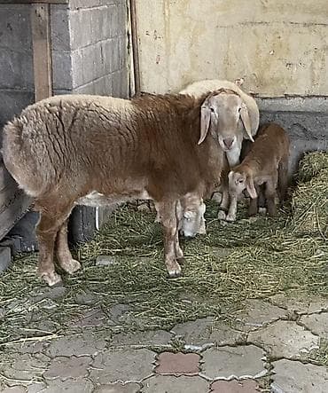 Кемирүүчүлөр: Сатам | Ургаачы кой (ургаачы) | Союуга | Ургаачы — 3