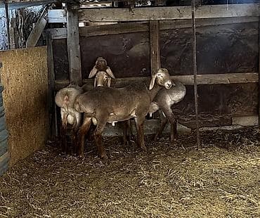 веслоухая кошка: Продаю | Баран (самец) | Арашан | Для разведения | Племенные — 10