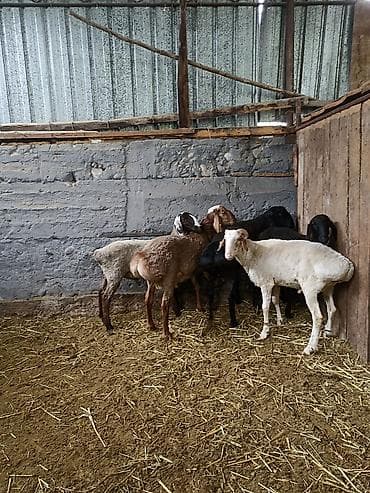 гуси линда: Продаю | Баран (самец) | На забой — 3