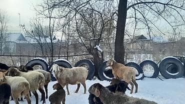 скупка животных: Продаю | Овца (самка) | Полукровка | Для разведения | Племенные — 6