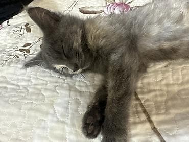 scottish fold: Кошка даром: Беспородная, 3 месяца, Девочка, Приучена к лотку — 3