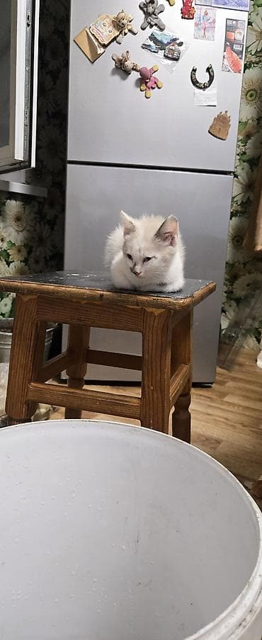 сиамский: Сиамская, 2 месяца, Девочка, Приучена к лотку — 6