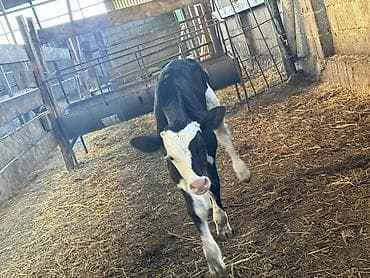 продаю корову с теленком: Продаю | Музоо, торпок | Голштин | На откорм | Искусственник — 2