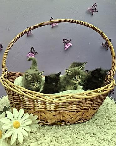 коты: Мейн-кун, 1 месяц, Девочка, Серый, Приучена к лотку — 9