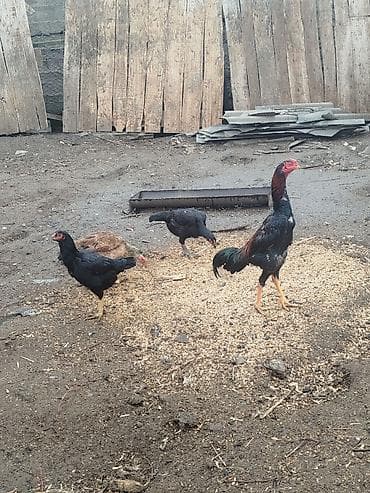 Аквариумдар: Сатам | Короздор | Тебиштирүүчү | Көбөйтүү үчүн — 6