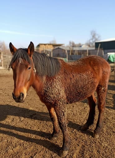 в связи с переездом отдам попугая жако в добрые руки: Продаю | Конь (самец) | На забой | Племенные — 1
