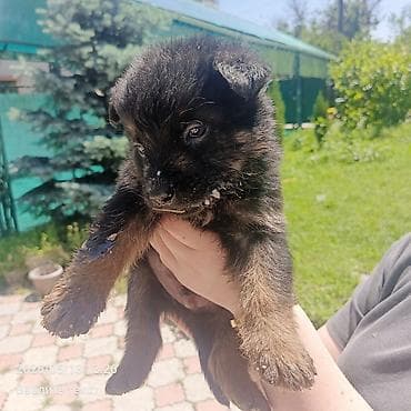 Продажа собак: Овчарка, 1 месяц, Самец — 4