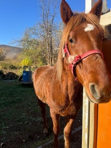 цены породистых собак: Продаю | Конь (самец) | Рабочий — 6