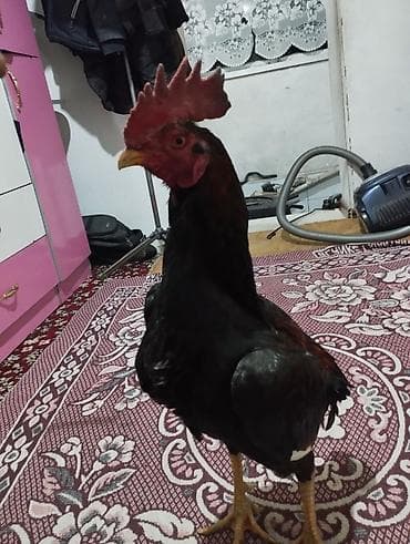 чоп сатып алабыз: Сатам | Короздор | Тебиштирүүчү | Көбөйтүү үчүн — 3