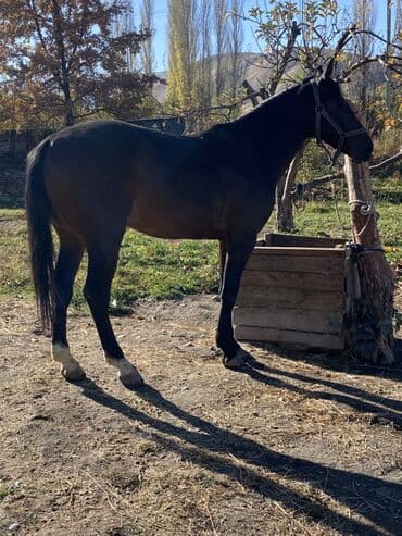 продаю собаку: Продаю | Жеребец | Полукровка | Конный спорт — 1