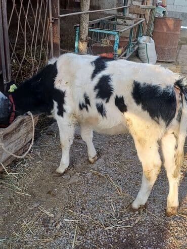 автоматический шприц для животных: Продаю | Корова (самка), Бык (самец), Тёлка | На откорм, На забой, Для разведения | Искусственник — 8