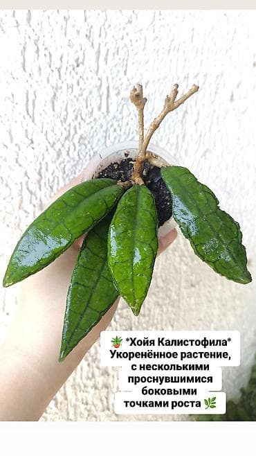 Комнатные растения: Продаю свои комнатные растения 🪴🌺 ! Цены разные ! 1) Суккулент — 4