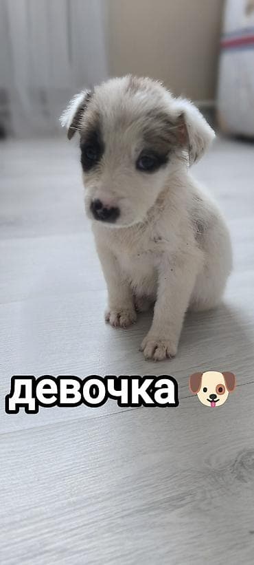 үй жаныбарлар: Щенки метисы, возраст примерно 1–1,5 месяца. В помёте есть мальчик — 3