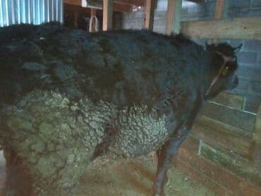 с связи с переездом: Сатам | Уй (ургаачы), Кунаажын, Музоо | Сүт алуу үчүн | Байланган — 3