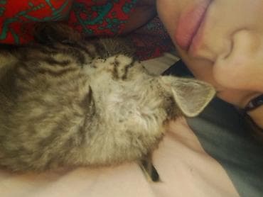 жалал абад кошки: Потерялся котёнок в Баткин 1 2 месяца ушёл вчера и не вернулся — 2