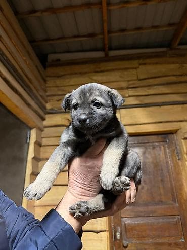 хаски щенки: Щенки от домашней собаки средних размеров. Мать метис Хаски с — 2