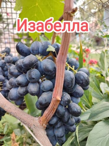 оптом овощи и фрукты: 2-летние саженцы винограда. Все сорта винограда на фото исключительно — 3