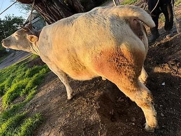 кой козусу: Продаю | Бык (самец) | На откорм | Привязанные — 2