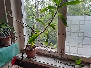 длиная: Золотой Ус. (Лекарственные растение) 150 сом. Усы от Золотого уса ( — 1