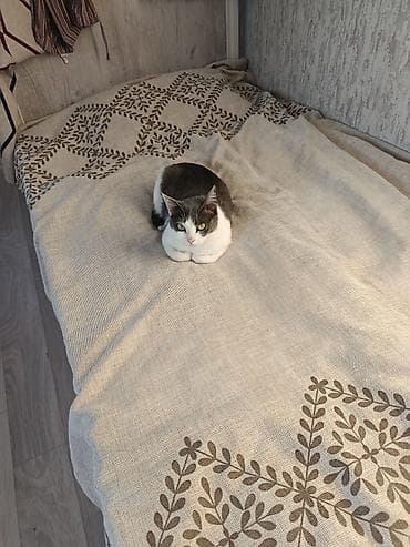 кошка манчкин: Отдаем кошек в добрые руки, прикручены к лотку, спокойные, ласковые — 2
