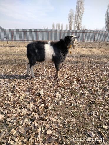 продажа щенков немецкой овчарки с документами в бишкеке: Продаю | Козёл (самец) | Для разведения | Осеменитель — 3
