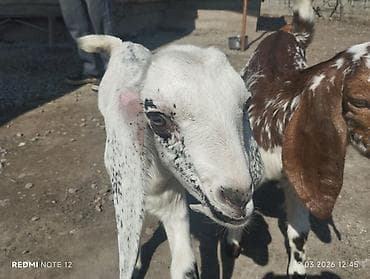 кошка свинкс: Продаю | Козлёнок | Нубийская | Для разведения | Племенные — 8