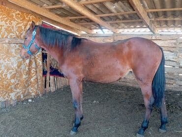 пойнтер купить: Продаю | Кобыла (самка) | Рабочий — 3