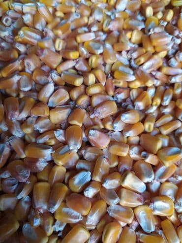 корм для домашних животных: Жүгөрү 22сомдон 28 тона бар - Фракция: мелко- и среднедроблёная — 4