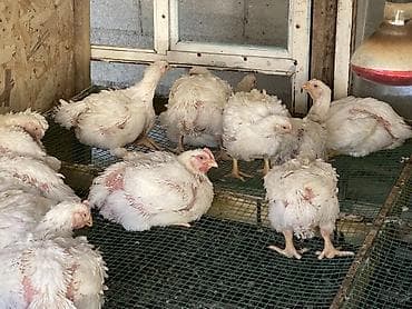 кальций для кур: Продаю | Куры | Бройлерная | На забой — 2