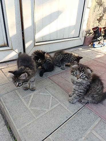 голая кошка сфинкс цена: Кошка даром: Беспородная, 2 месяца, Девочка, Приучена к лотку — 2