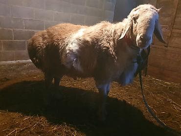 зерно кукурузы: Продаю | Баран (самец) | Для разведения | Племенные — 5