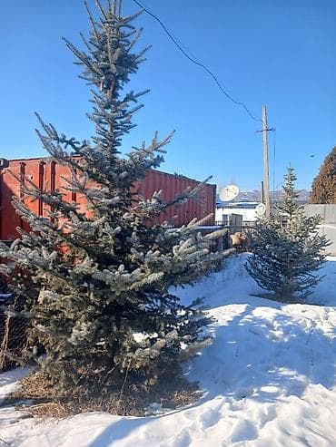 триммеры для сада: Саженцы деревьев: Ели, Самовывоз — 7