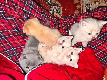 Животные: Предлогаются к бронированию 3 девочки и 2 мальчика серый и кремовый !! — 1