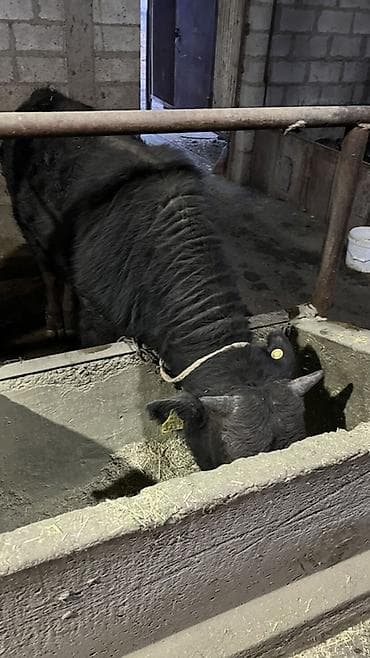 корм для поросят: Продаю | Бык (самец) | На откорм | Привязанные — 7