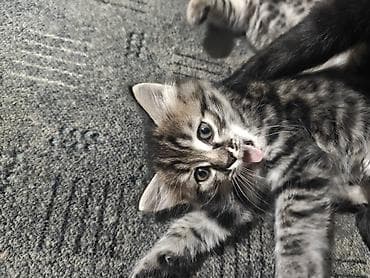 сиамскую кошку: Котята месячные. 1 мальчик и 2 девочки с короткими хвостами. игрывые и — 6