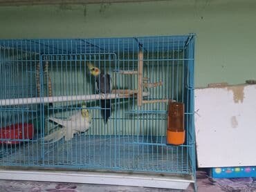 домашние попугаи корелла: Продается ПАРА с клеткой, домиком Попугай корелла, также известный как — 2