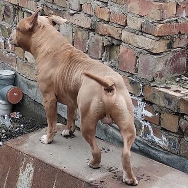 отдам даром собаку в хорошие руки: Вязка: Амстафф, Самец, 4 года, С родословной — 8