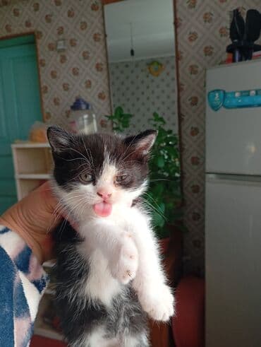 чоп прес сатылат: Котята чёрно-белого окраса с выразительными «усиками» на мордочке — 3